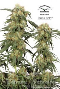 Pamir Gold - DUTCH PASSION - 4