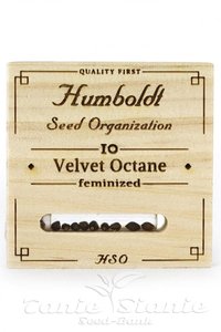 Velvet Octane - HUMBOLDT SEED - 2