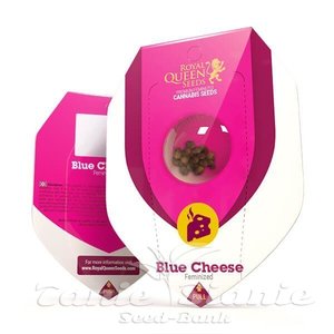 Blue Cheese - ROYAL QUEEN SEEDS - 3