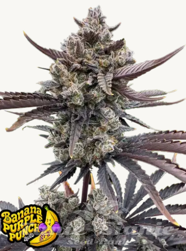 Nasiona Marihuany Banana Purple Punch Auto RF3 - FASTBUDS