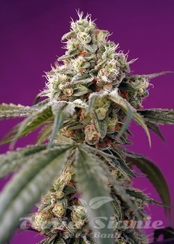 Nasiona Marihuany Bruce Banner Auto - SWEET SEEDS