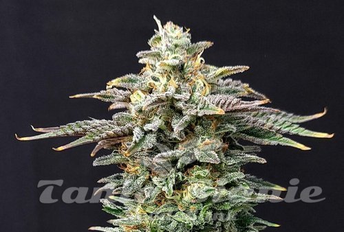 Nasiona Marihuany Cherry Dream - KANNABIA SEED