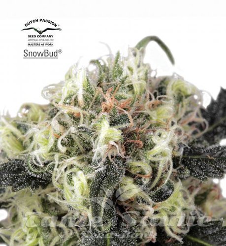 Nasiona Marihuany Snow Bud - DUTCH PASSION