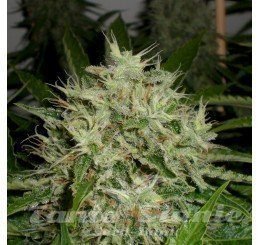 Nasiona Marihuany AK Widow 47 - GREEN LABEL