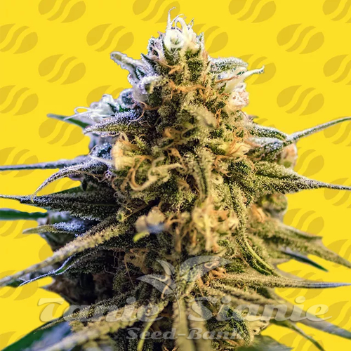 Nasiona Marihuany Lemon Oasis Auto - ORIGINAL SENSIBLE SEEDS