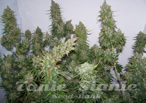 Nasiona Marihuany Moby Dick Auto