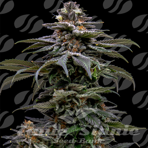 Nasiona Marihuany Purple Overload - ORIGINAL SENSIBLE SEEDS