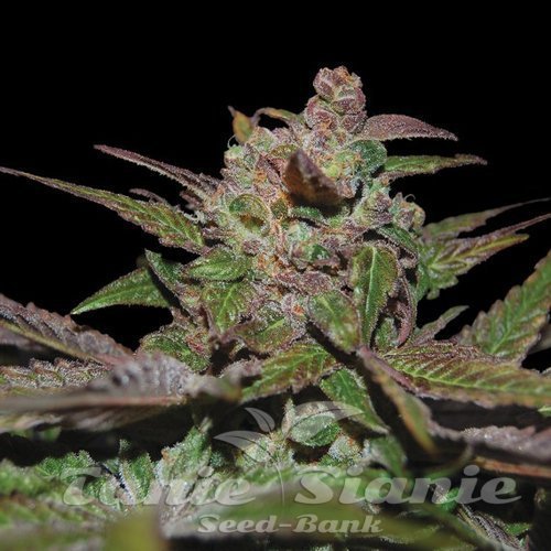 Nasiona Marihuany Purple Wreck Auto - DNA GENETICS