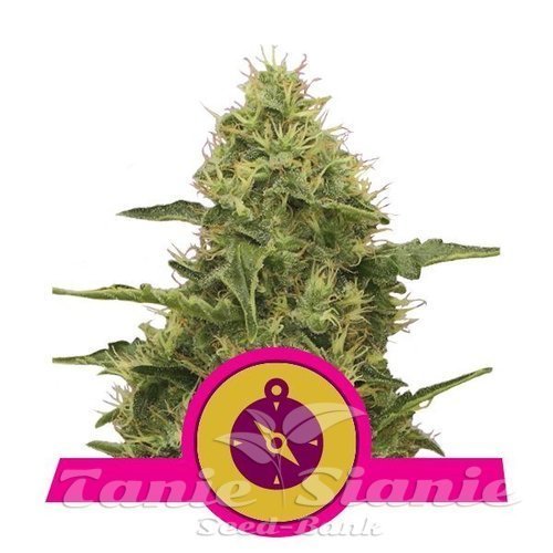 Nasiona Marihuany Northern Light - ROYAL QUEEN SEEDS