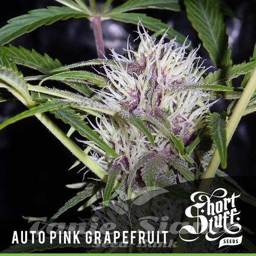 Nasiona Marihuany Auto Pink Grapefruit - SHORT STUFF SEEDBANK