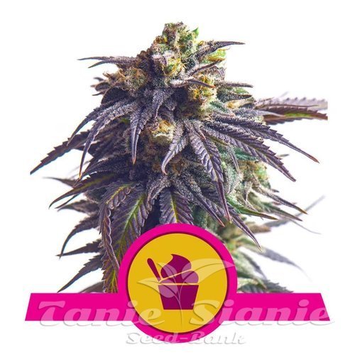Nasiona Marihuany Sundae Driver - ROYAL QUEEN SEEDS