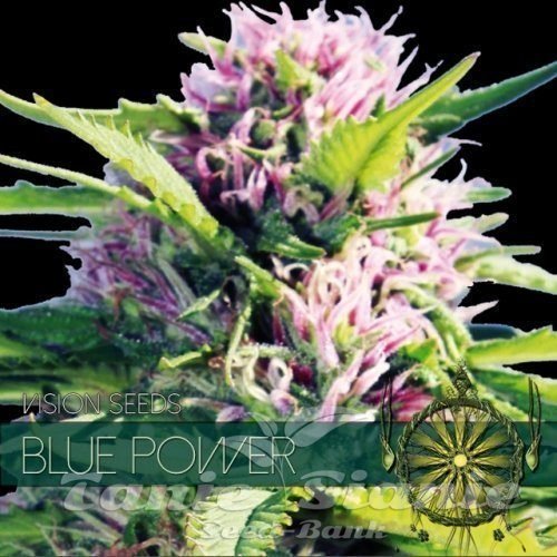 Nasiona Marihuany Blue Power - Vision Seeds