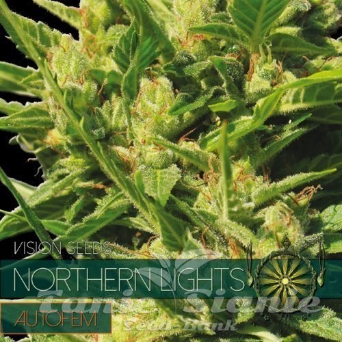 Nasiona Marihuany Northern Lights Auto - Vision Seeds
