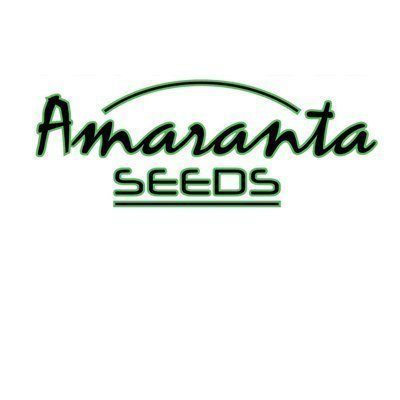 Amaranta Seeds