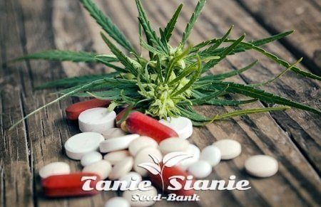 Medyczna marihuana zamiast opioidów