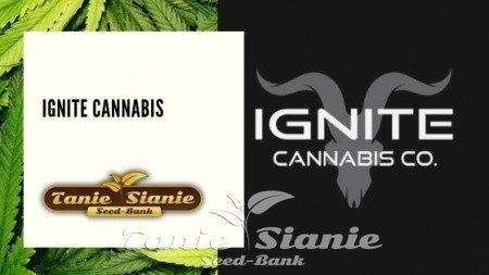 Ignite Cannabis
