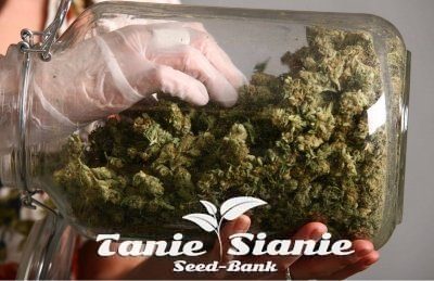 Marihuana lecznicza nie może być z Polski