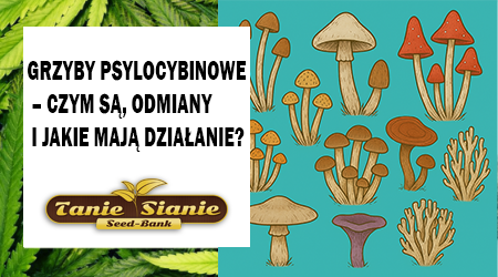 Grzyby psylocybinowe – czym są, odmiany i jakie mają działanie?