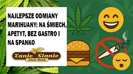Najlepsze odmiany marihuany: na śmiech, apetyt, bez gastro i na spanko