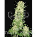 CBD Seeds - Auto Northern
