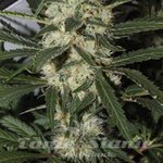 AMARANTA SEEDS - Northern Light