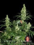SERIOUS SEEDS - Kali Mist