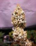 KC BRAINS - White K.C.
