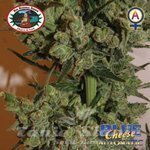 BIG BUDDHA SEEDS - Blue Cheese Automatic