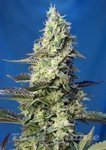 SWEET SEEDS - Green Poison XL Auto