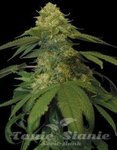 DNA GENETICS - Holy Grail Kush