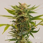 HUMBOLDT SEED - Sour Diesel 2
