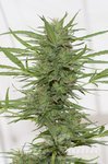 HUMBOLDT SEED - Dr Greenthumb's Dedoverde Haze Autoflowering