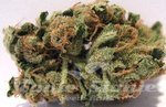 HUMBOLDT SEED - Blueberry Headband