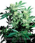 SENSI SEEDS - SKUNK KUSH