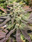 SERIOUS SEEDS - CBD Enriched Warlock