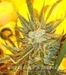 KETAMA SEEDS - Ketama Cheese Auto