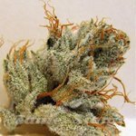 BIOHAZARD SEEDS - Napalm