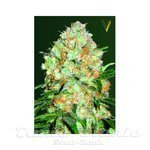 Victory Seeds - Auto Bubblegum+