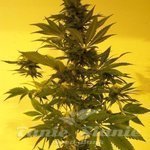 KETAMA SEEDS - Critical Auto