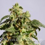 KANNABIA SEED - Power Skunk