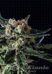 GENOFARM - Black Diesel