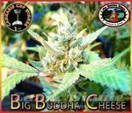 BIG BUDDHA SEEDS - Big Buddha Cheese