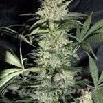 AMARANTA SEEDS - Silver Haze
