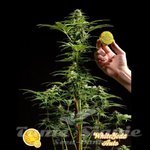 PHILOSOPHER SEEDS - White Yoda Auto