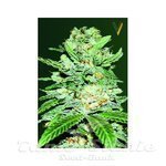 Victory Seeds - Auto Jack Herer