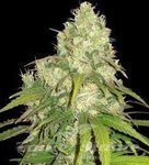 WORLD OF SEEDS - CBD Tonic