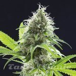 KANNABIA SEED - Kama Kush CBD