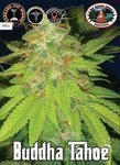 BIG BUDDHA SEEDS - Buddha Tahoe