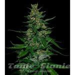 VIP SEEDS - Timanfaya