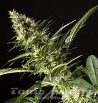 PHILOSOPHER SEEDS - Orange Candy